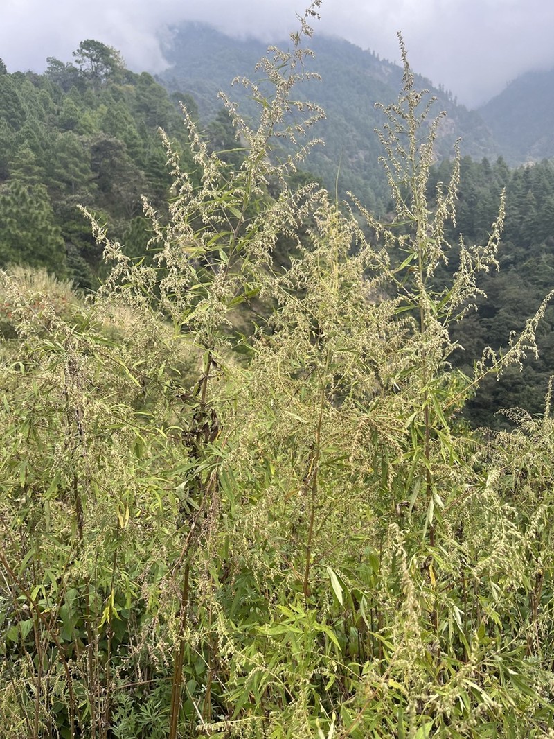 Artemisia dubia photo 3
