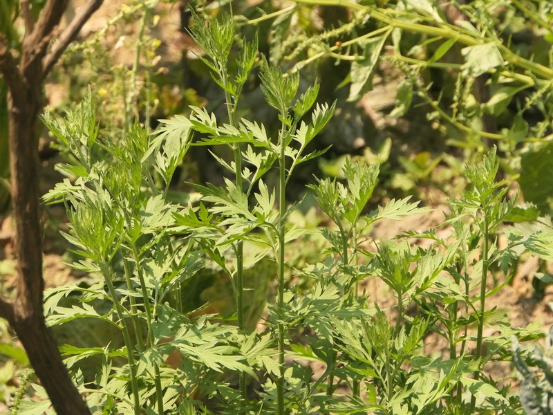 Artemisia dubia photo 4