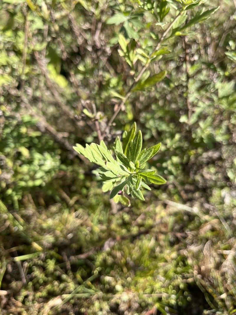Artemisia dubia photo 5