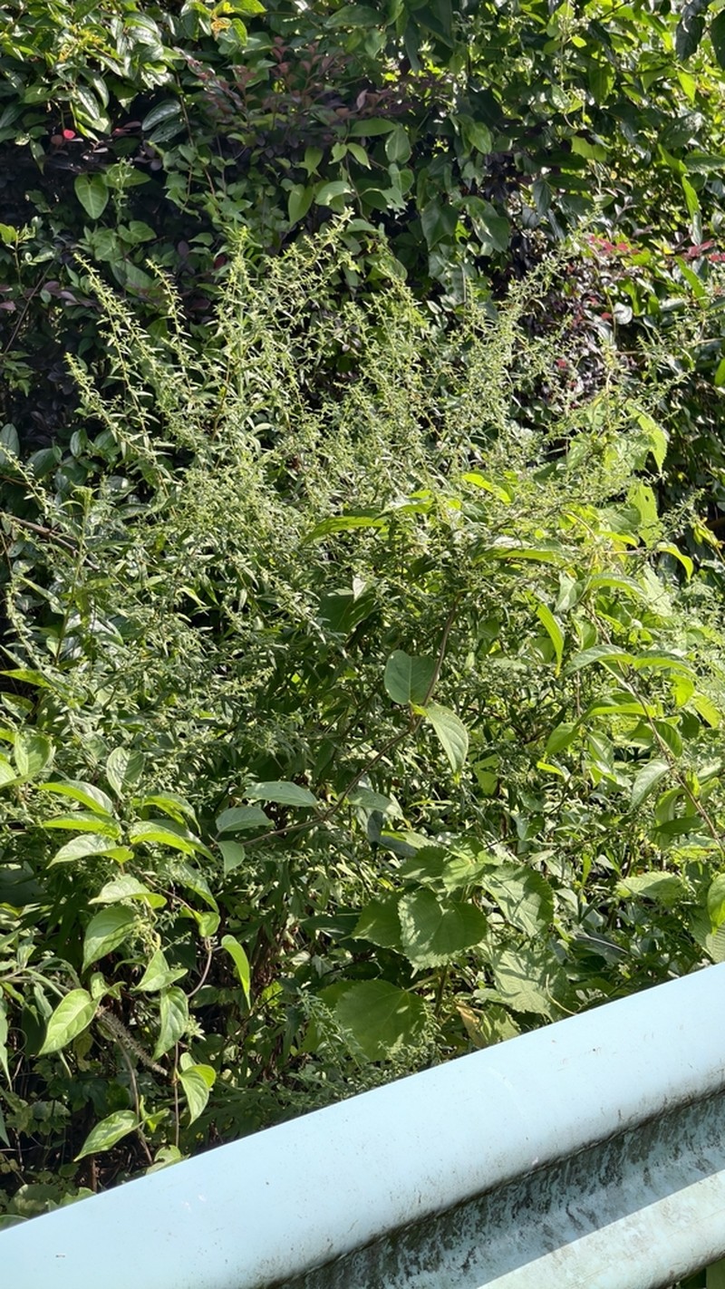 Artemisia dubia photo 6