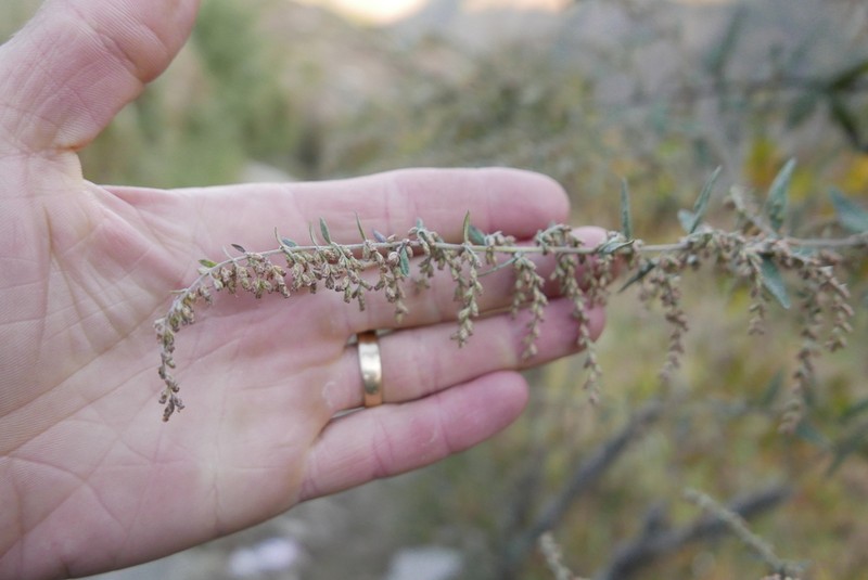 Artemisia dubia photo 7