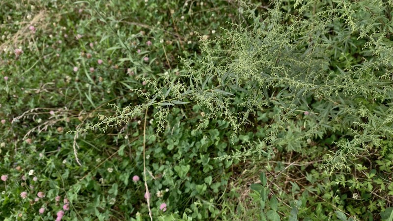 Artemisia dubia photo 8