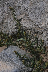 Artemisia dubia
