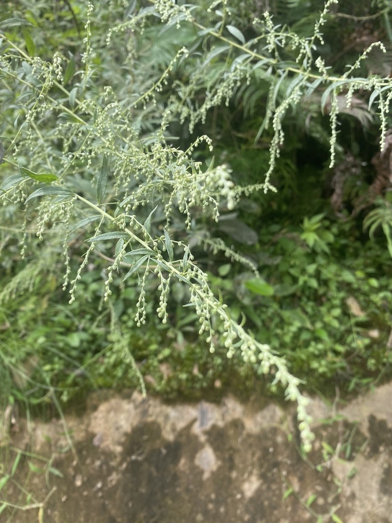 Artemisia dubia photo 2