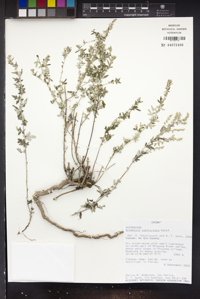 Artemisia dubia var. subdigitata photo 2