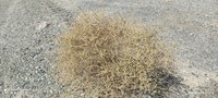Artemisia dumosa