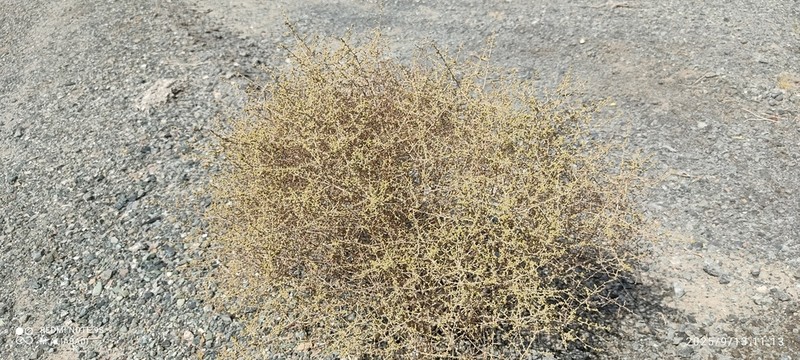 Artemisia dumosa