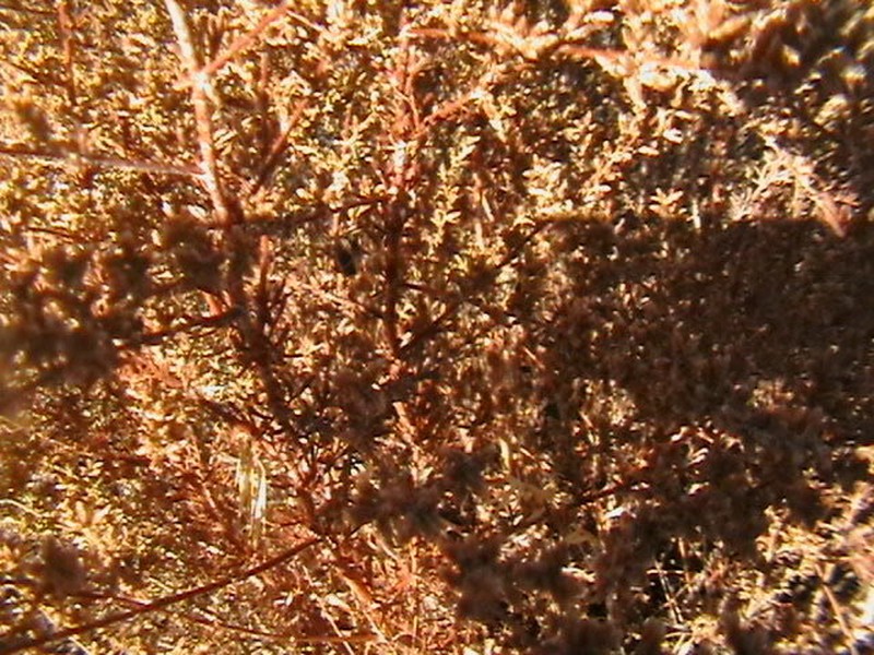 Artemisia dumosa photo 3