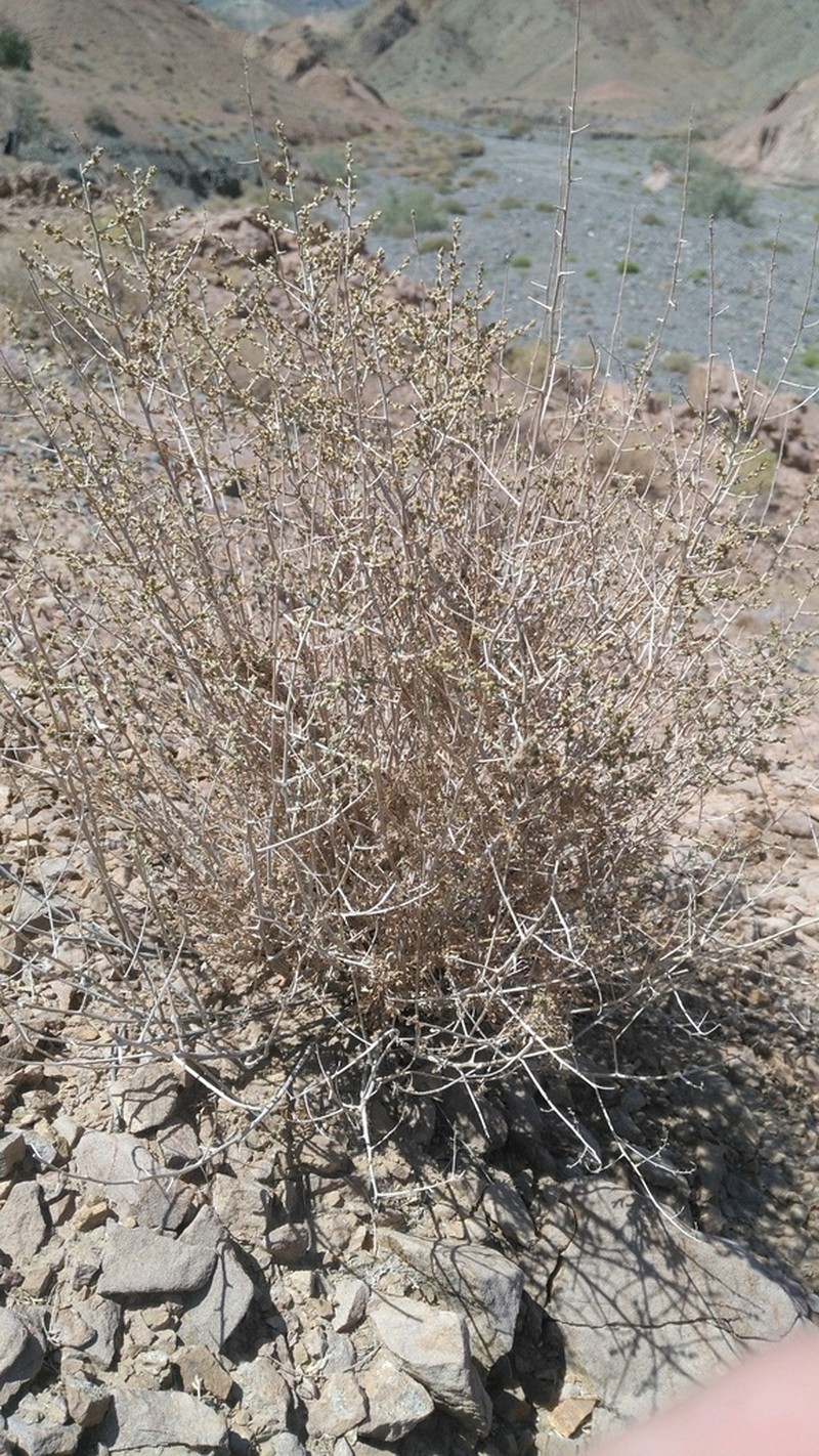 Artemisia dumosa photo 4
