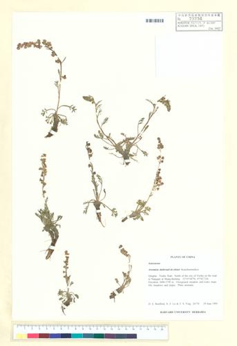 Artemisia duthreuilderhinsii