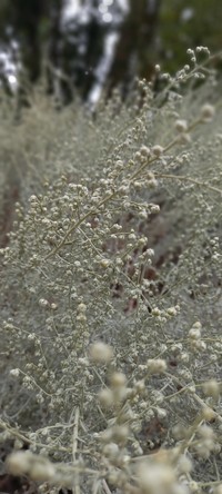 Artemisia echegarayi