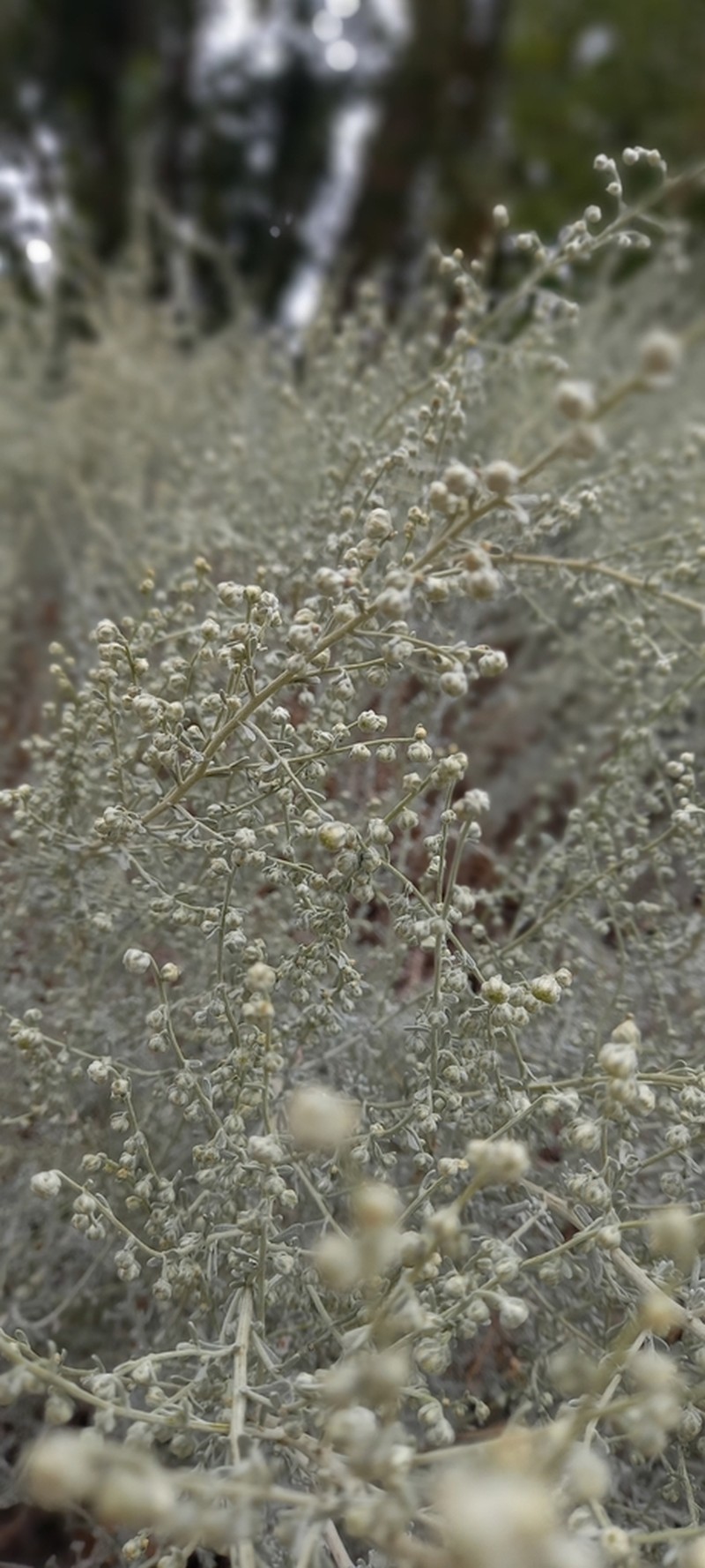 Artemisia echegarayi
