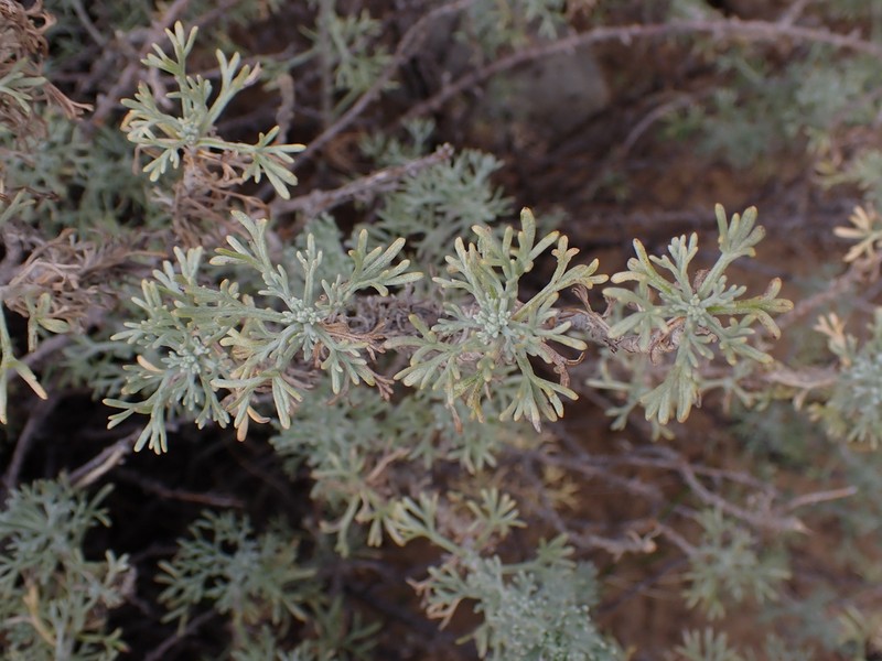 Artemisia echegarayi photo 3