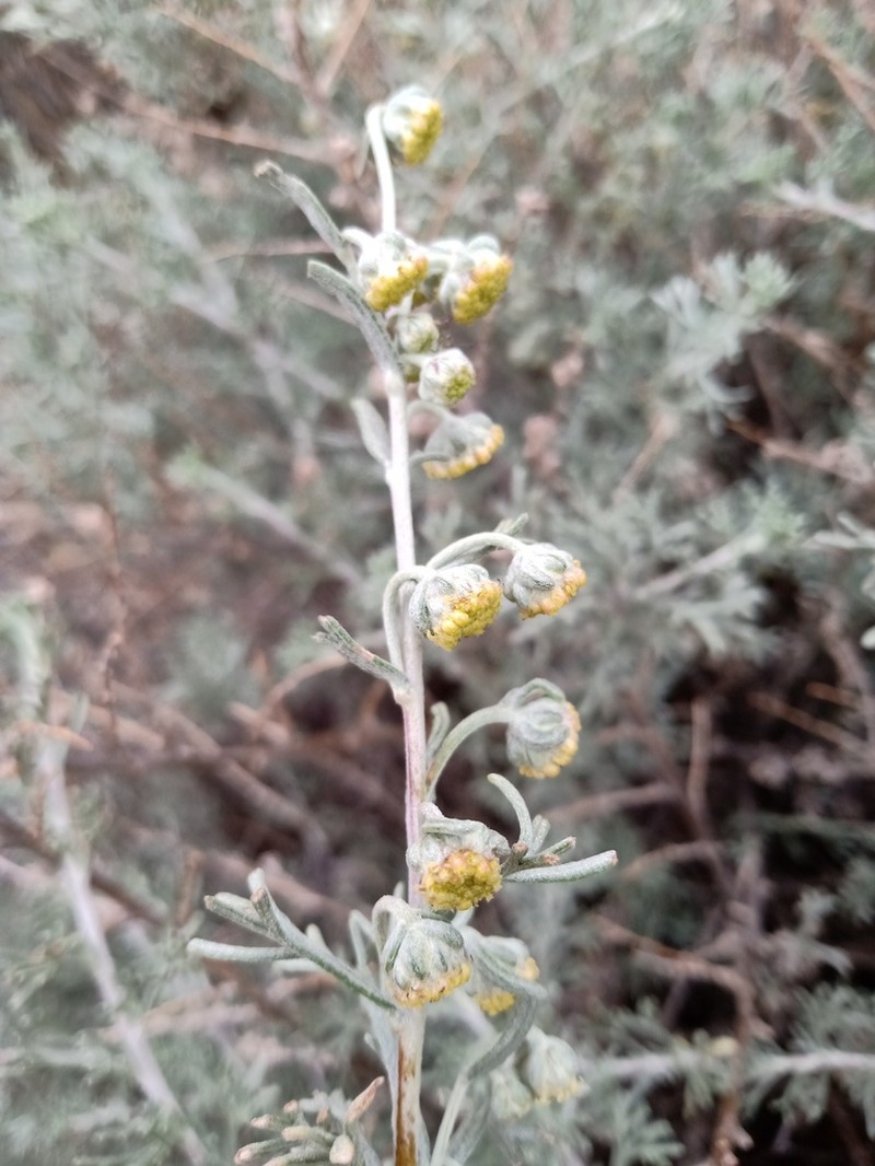 Artemisia echegarayi photo 4