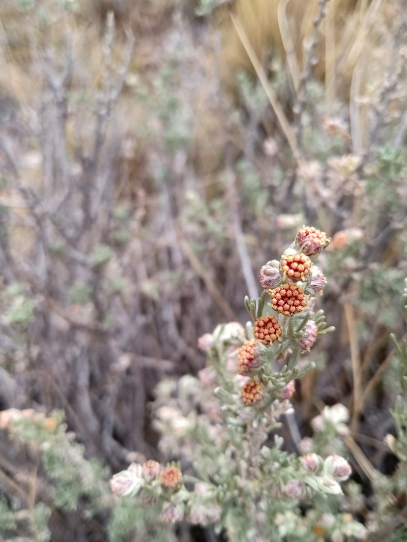 Artemisia echegarayi photo 6