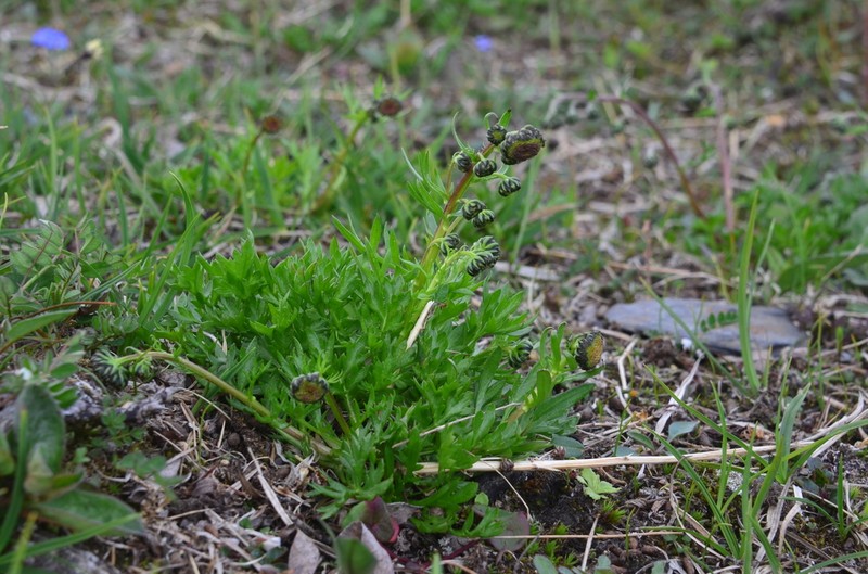 Artemisia ehrendorferi