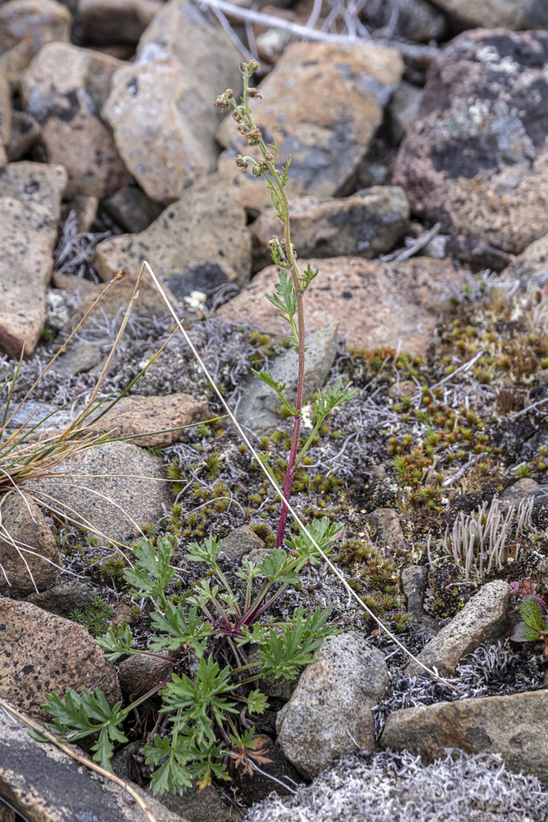 Artemisia ehrendorferi photo 3