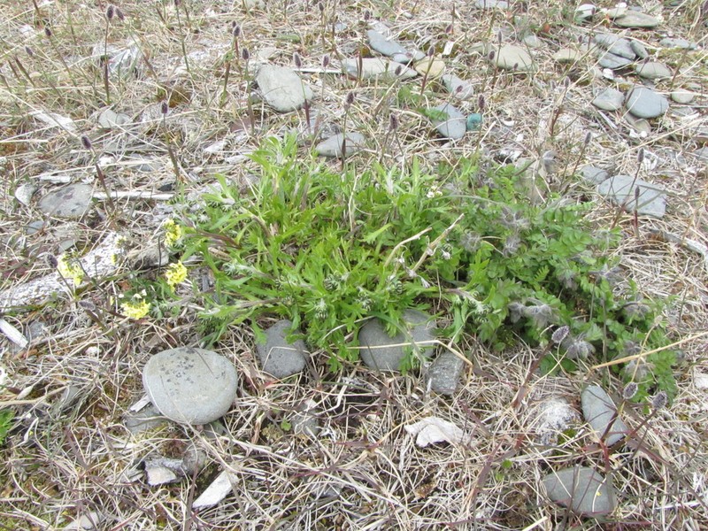Artemisia ehrendorferi photo 5