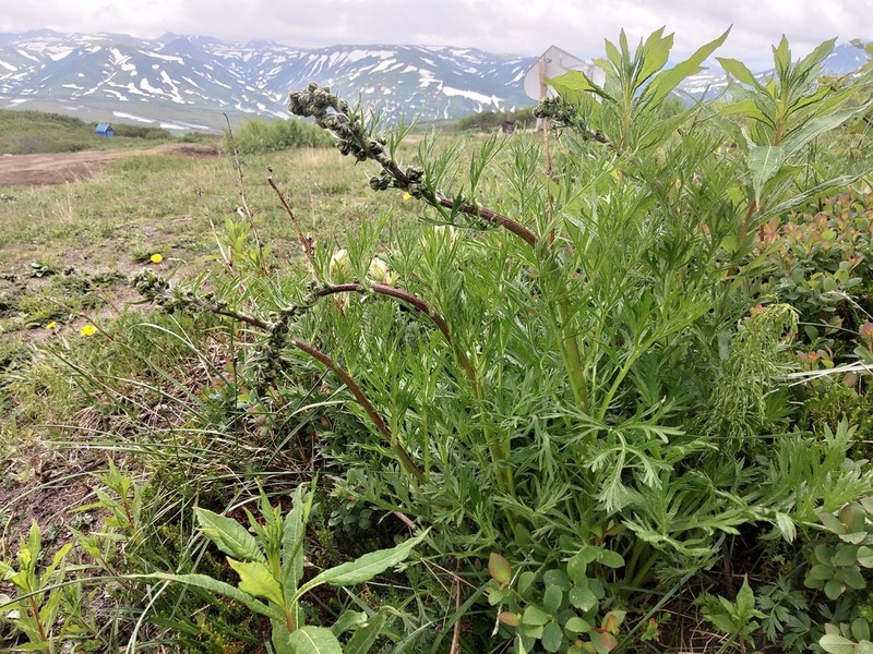 Artemisia ehrendorferi photo 6