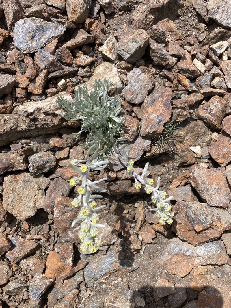Artemisia eriantha