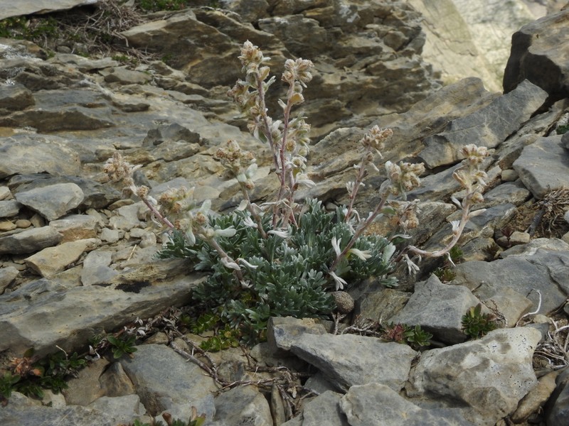 Artemisia eriantha photo 2