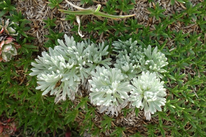 Artemisia eriantha photo 3