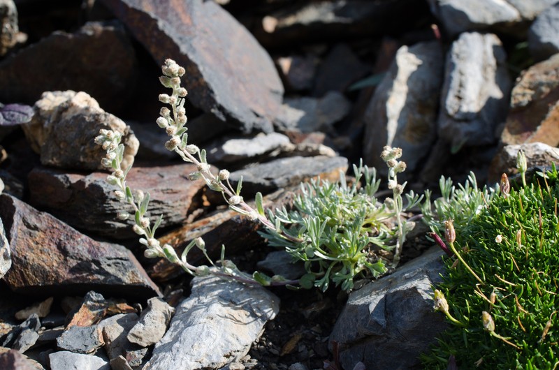 Artemisia eriantha photo 4
