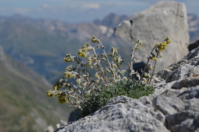Artemisia eriantha photo 5