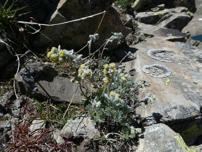 Artemisia eriantha photo 6
