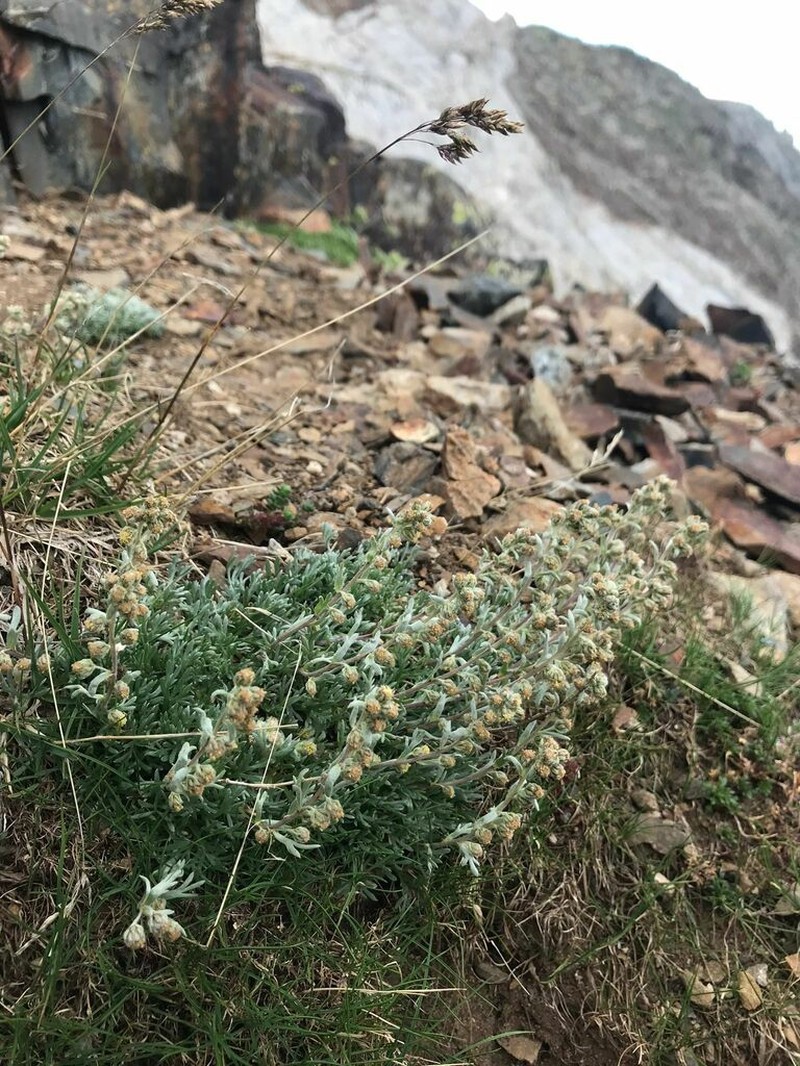 Artemisia eriantha photo 7