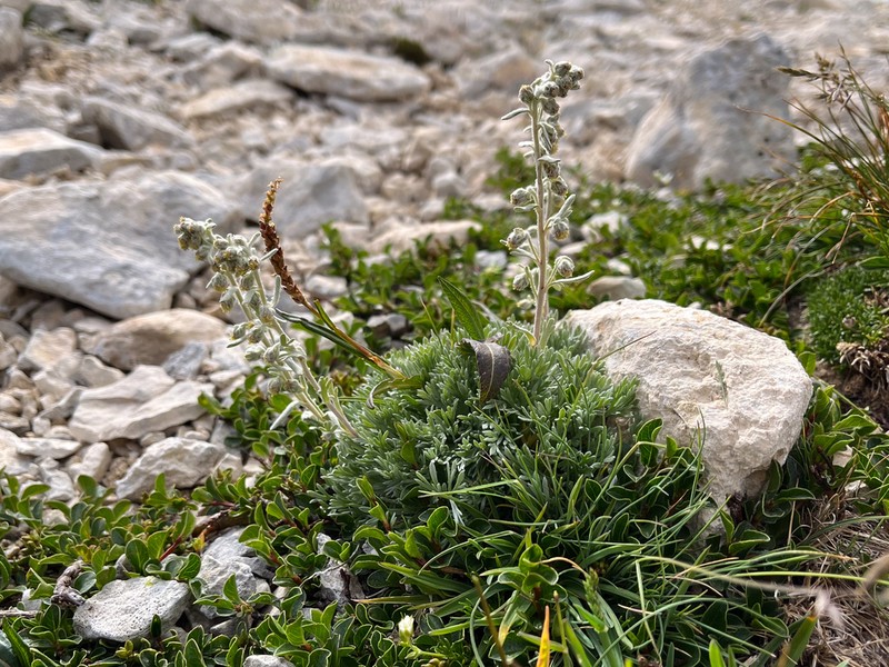 Artemisia eriantha photo 8