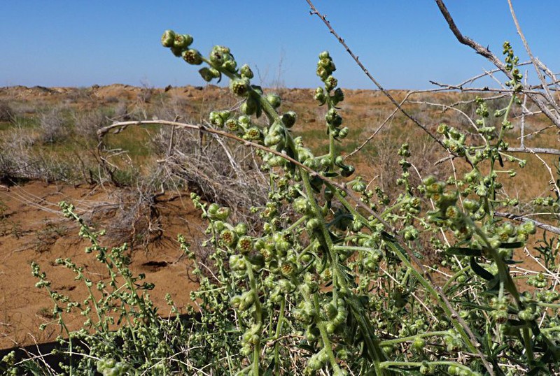 Artemisia eriocarpa