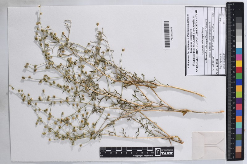 Artemisia eriocarpa photo 2