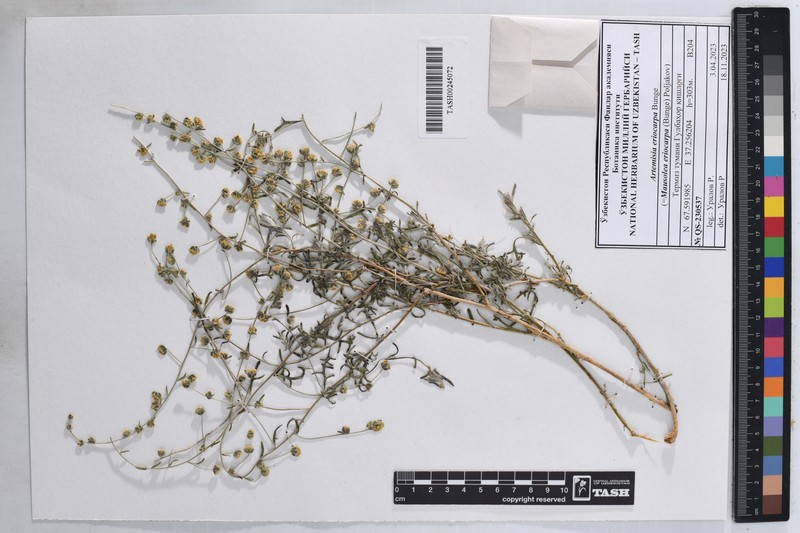 Artemisia eriocarpa photo 3