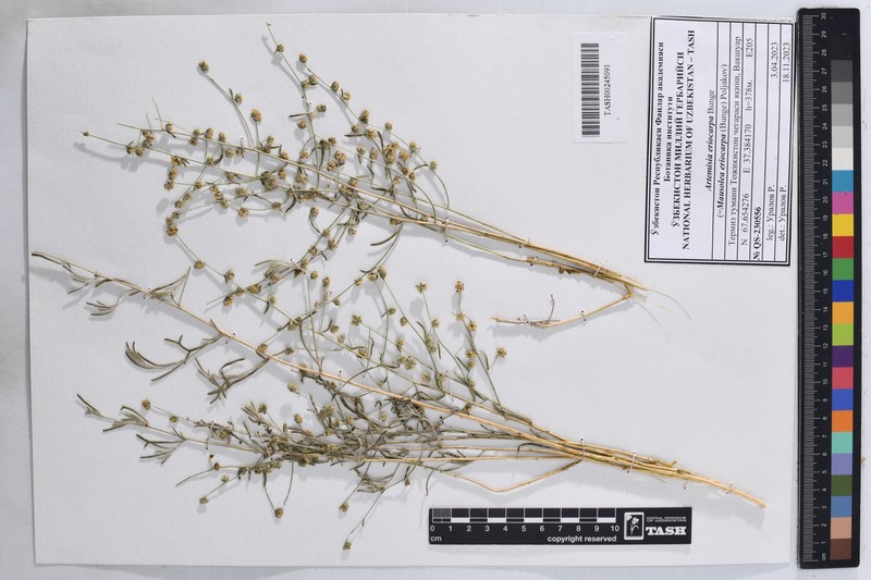 Artemisia eriocarpa photo 4