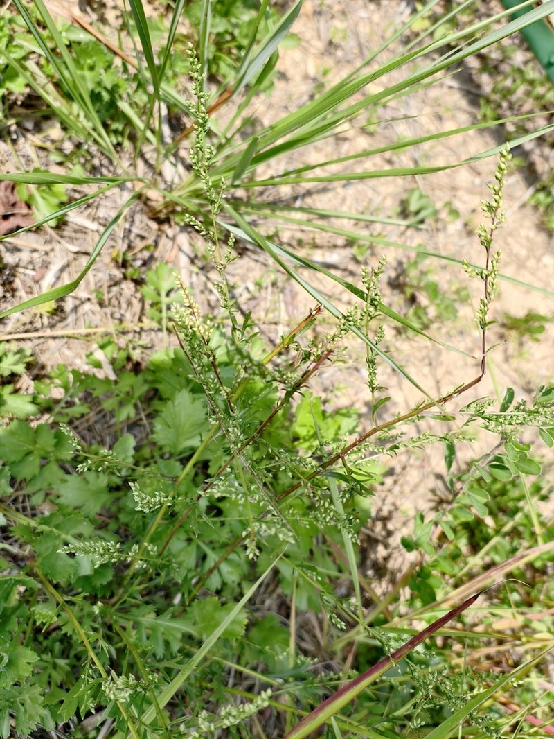 Artemisia eriopoda photo 2