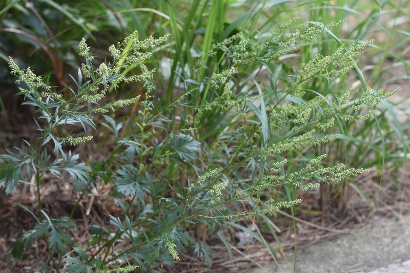 Artemisia eriopoda photo 3