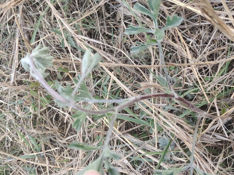 Artemisia eriopoda photo 5