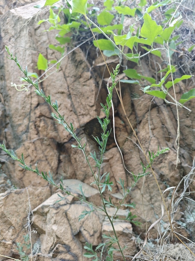 Artemisia eriopoda photo 6