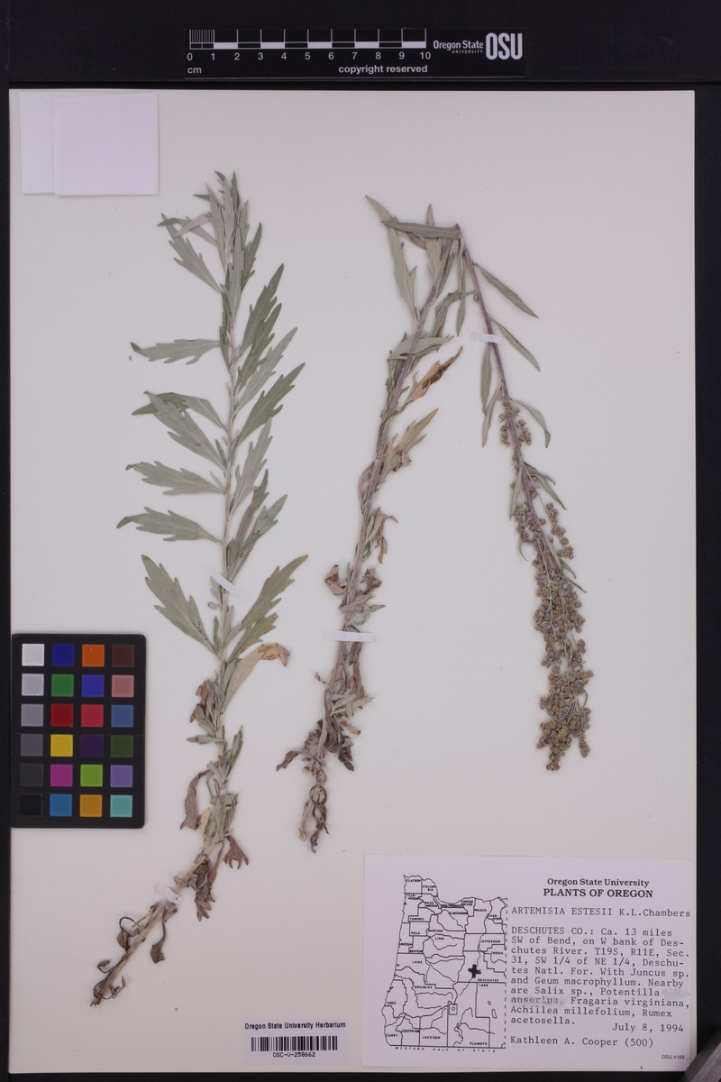 Artemisia estesii photo 2