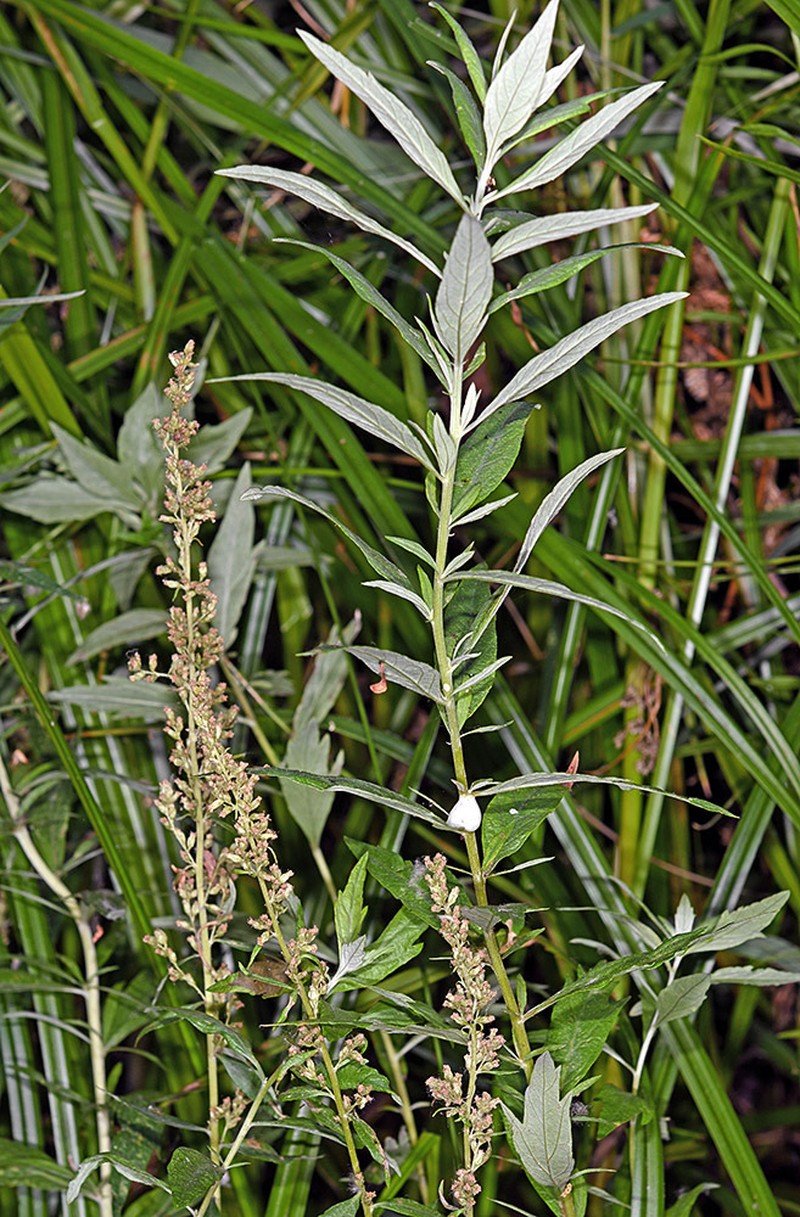 Artemisia estesii photo 3