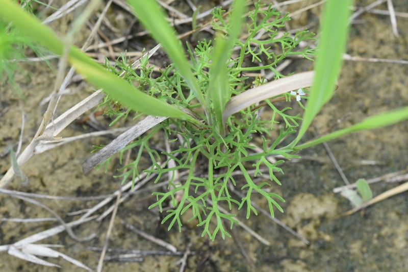 Artemisia fauriei