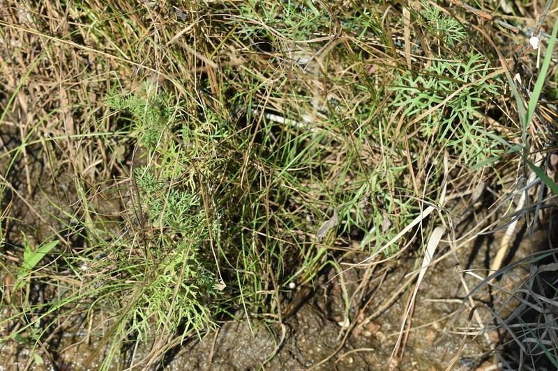 Artemisia fauriei photo 2