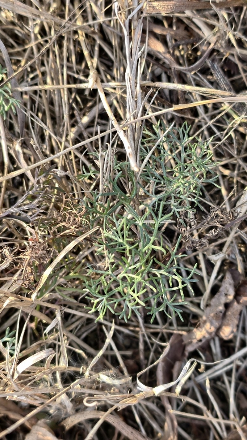 Artemisia fauriei photo 3