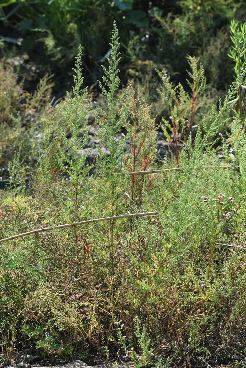 Artemisia fauriei photo 4