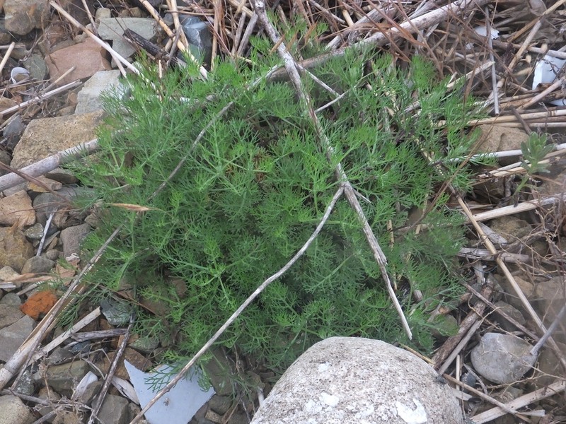 Artemisia fauriei photo 5