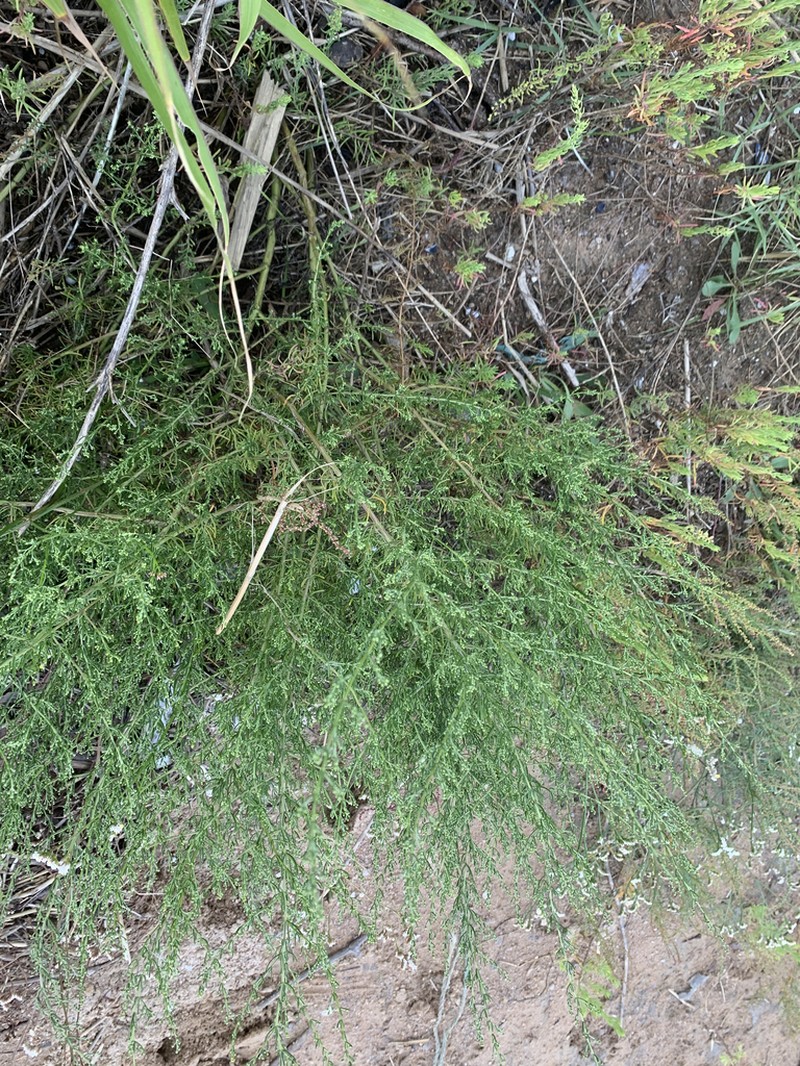 Artemisia fauriei photo 6