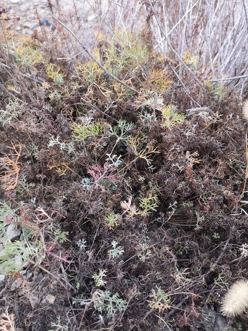 Artemisia fauriei photo 7