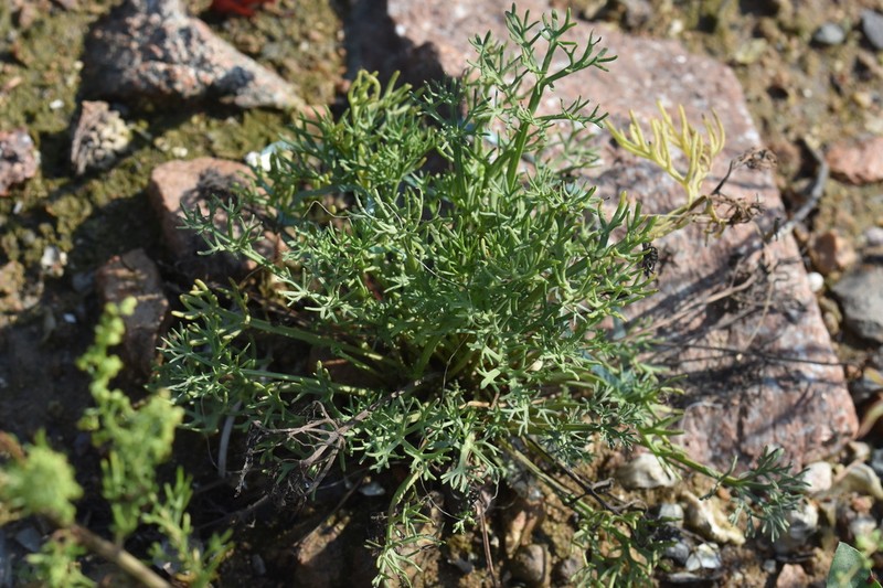 Artemisia fauriei photo 8