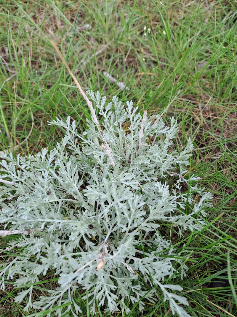 Artemisia ferganensis photo 4
